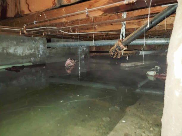 Best Mold removal after water damage  in East Helena, MT